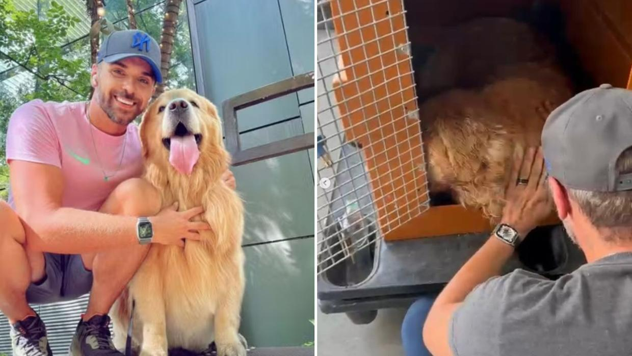 Senado recebe dois projetos de 'Lei Joca' para regulamentar transporte de animais de estimação