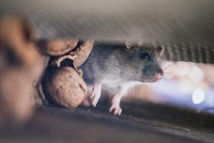 Sesab confirma 52 casos de leptospirose em 2024 após chuvas fortes no estado.