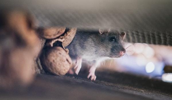 Sesab confirma 52 casos de leptospirose em 2024 após chuvas fortes no estado.