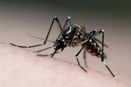 Brasil registra mais de 5 milhões de casos de dengue em 2024