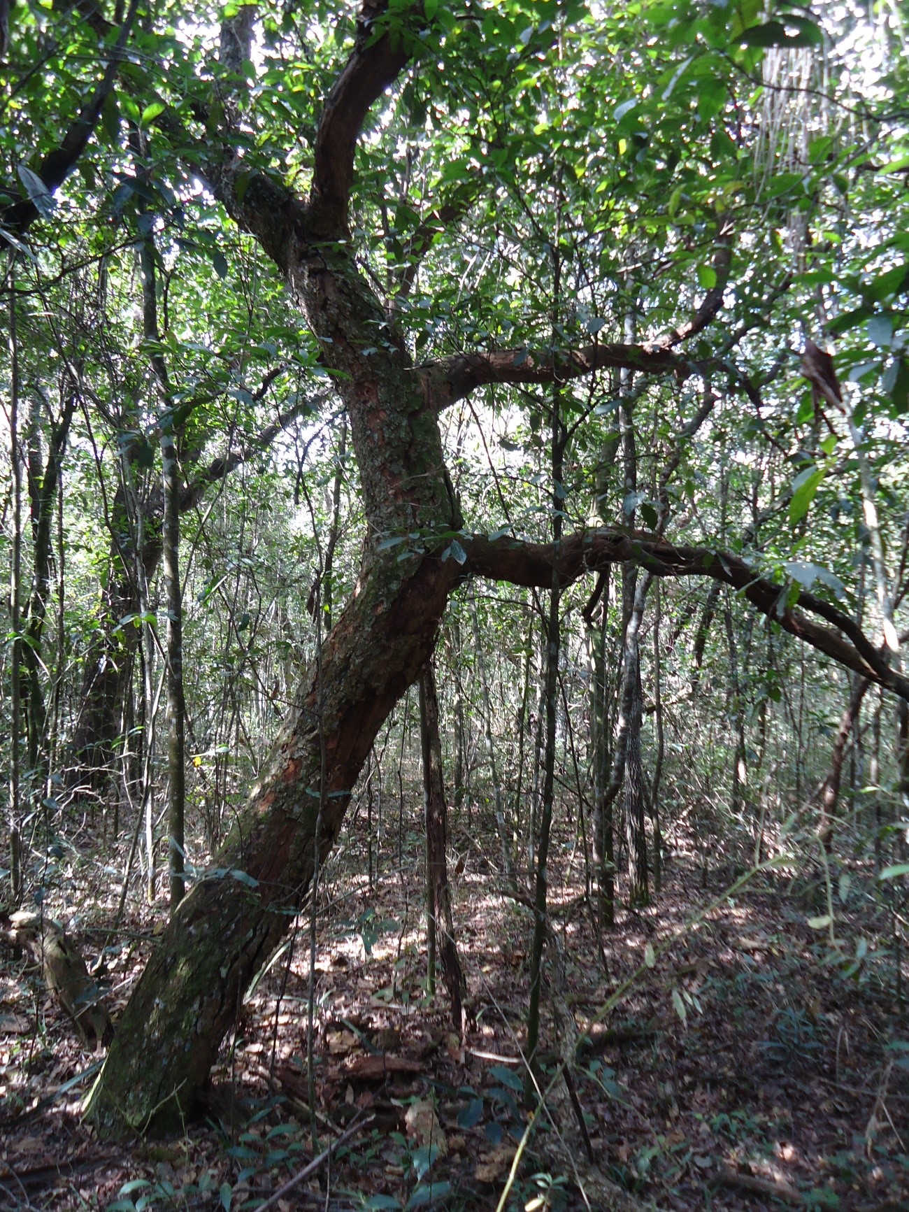 Falta de manejo adequado acelera descaracterização do Cerrado, tornando a área menos resiliente às mudanças climáticas.