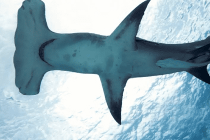 Método brasileiro evita pesca acidental de tubarões e raias