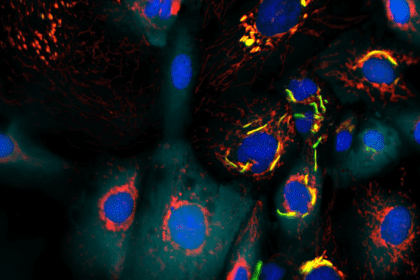 Estudo brasileiro se destaca como um dos mais relevantes na revista Nature Structural and Molecular Biology