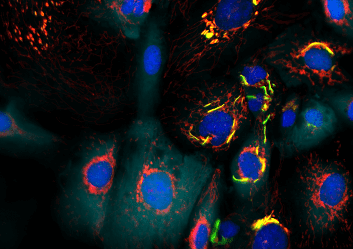 Estudo brasileiro se destaca como um dos mais relevantes na revista Nature Structural and Molecular Biology