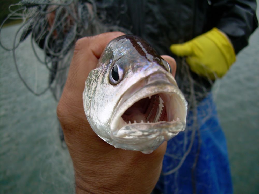 Introdução de peixe amazônico em reservatório de São Paulo afeta diversidade de espécies locais