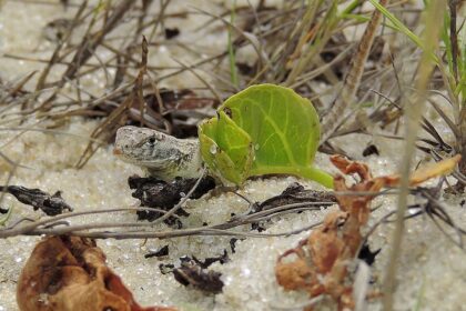 Fenômenos naturais colocam em risco 10% das espécies de vertebrados terrestres globalmente