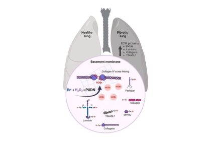 Proteínas modificadas no pulmão: entenda como o bromo pode revelar funções biológicas