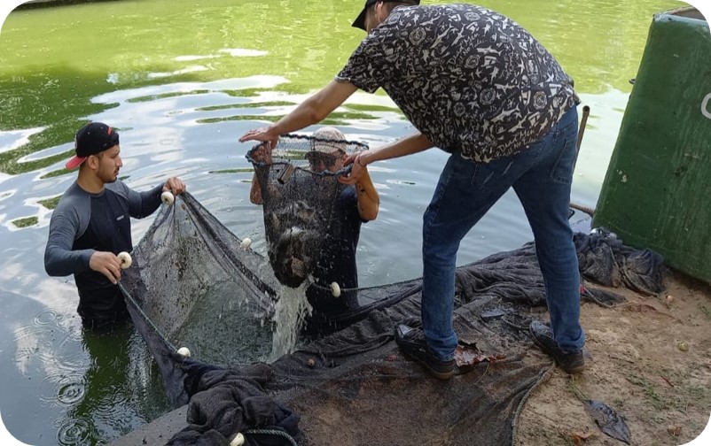 Como o fator genético afeta a resistência do tambaqui a parasitas intestinais