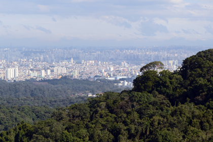 Estudo aponta preocupações com conservação da Mata Atlântica: saiba mais sobre o relatório recente