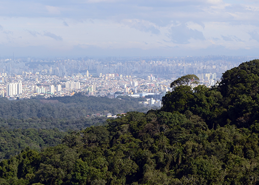 Estudo aponta preocupações com conservação da Mata Atlântica: saiba mais sobre o relatório recente