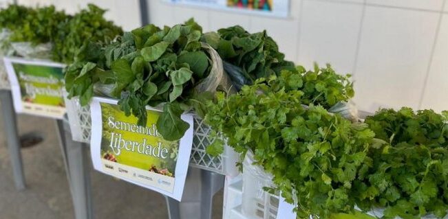 BSF celebra R$ 1 milhão em compras da agricultura em Campo Alegre de Lourdes