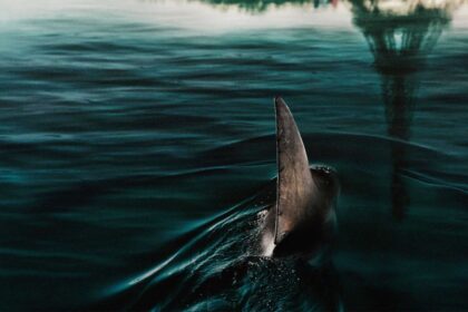 Os 10 melhores filmes de tubarão