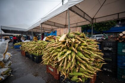 Feira do Milho começa quinta em Camaçari