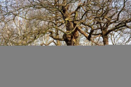 Árvore com "pernas" é a única sobrevivente de floresta centenária