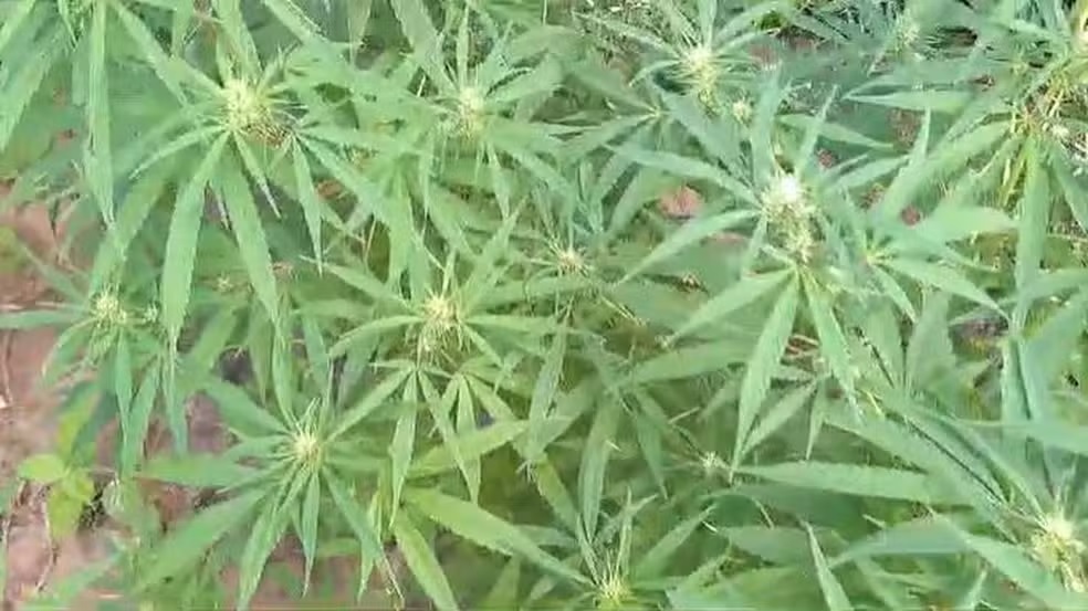 Polícia Militar apreende plantação de maconha em Curaçá