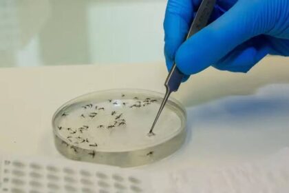 Febre Oropouche: 628 casos confirmados da doença