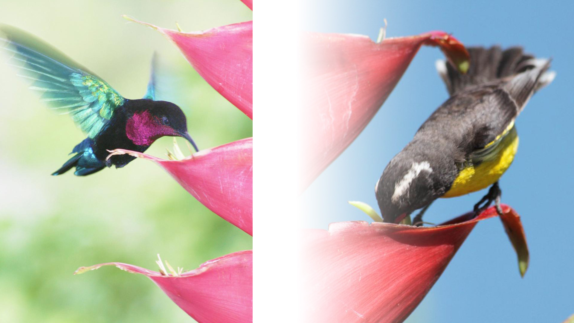 Impacto do furacão no Caribe: mudanças na polinização das flores