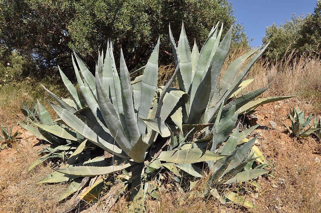 Levedura geneticamente modificada: conversão de agave em etanol otimizada