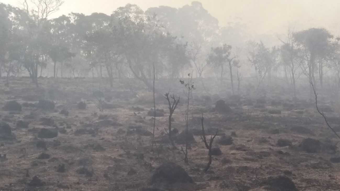 Benefícios da fumaça no tratamento de sementes no Cerrado: estimulando a germinação de forma eficaz