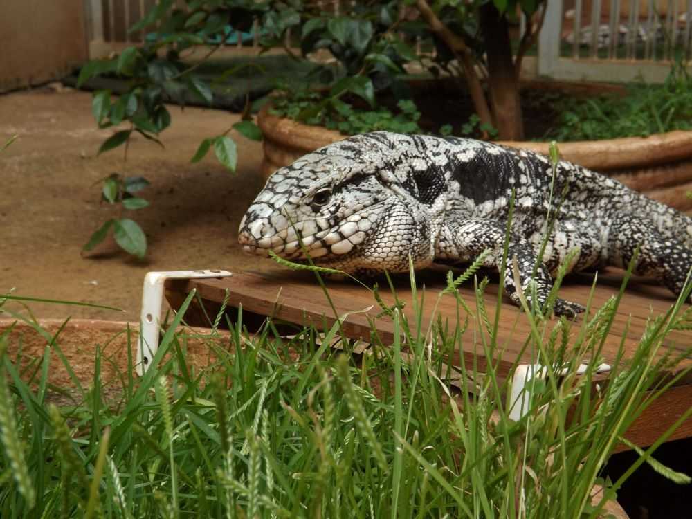 Descoberto o mecanismo de produção de calor do teiú, o primeiro lagarto capaz de se aquecer autonomamente