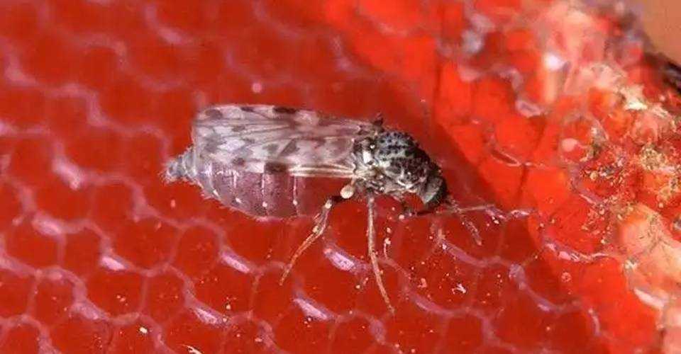 Especialista dá dicas para prevenir Febre Oropouche; 2 mortes na Bahia.
