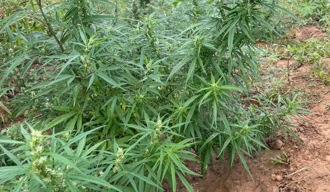 Operação policial destrói plantação de maconha em Curaçá