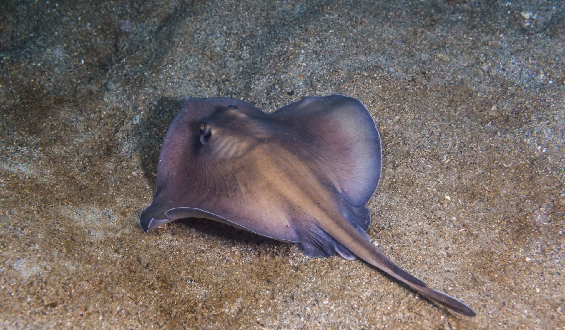 Morre arraia que "engravidou" sozinha em tanque de tubarões