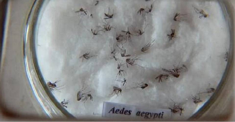 Dengue na Bahia: queda de mais de 50% em 14 dias nos municípios em epidemia