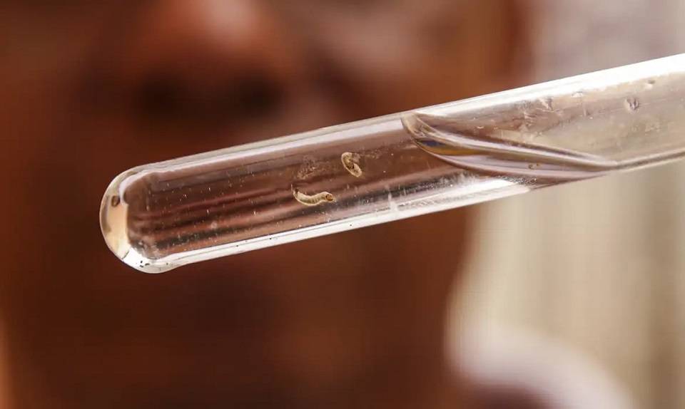 Dengue: Brasil tem mais de 6 mi casos e 4 mil mortes em 6 meses