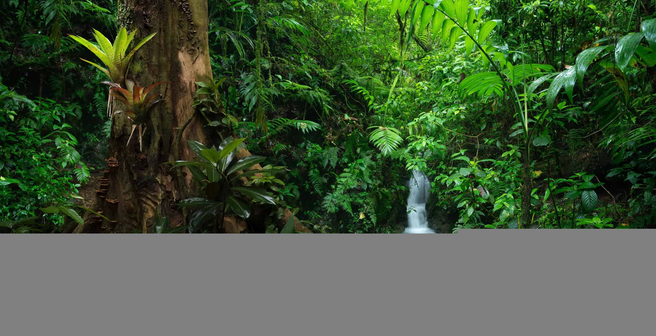 Animal perdido há mais de 120 anos é reencontrado em floresta