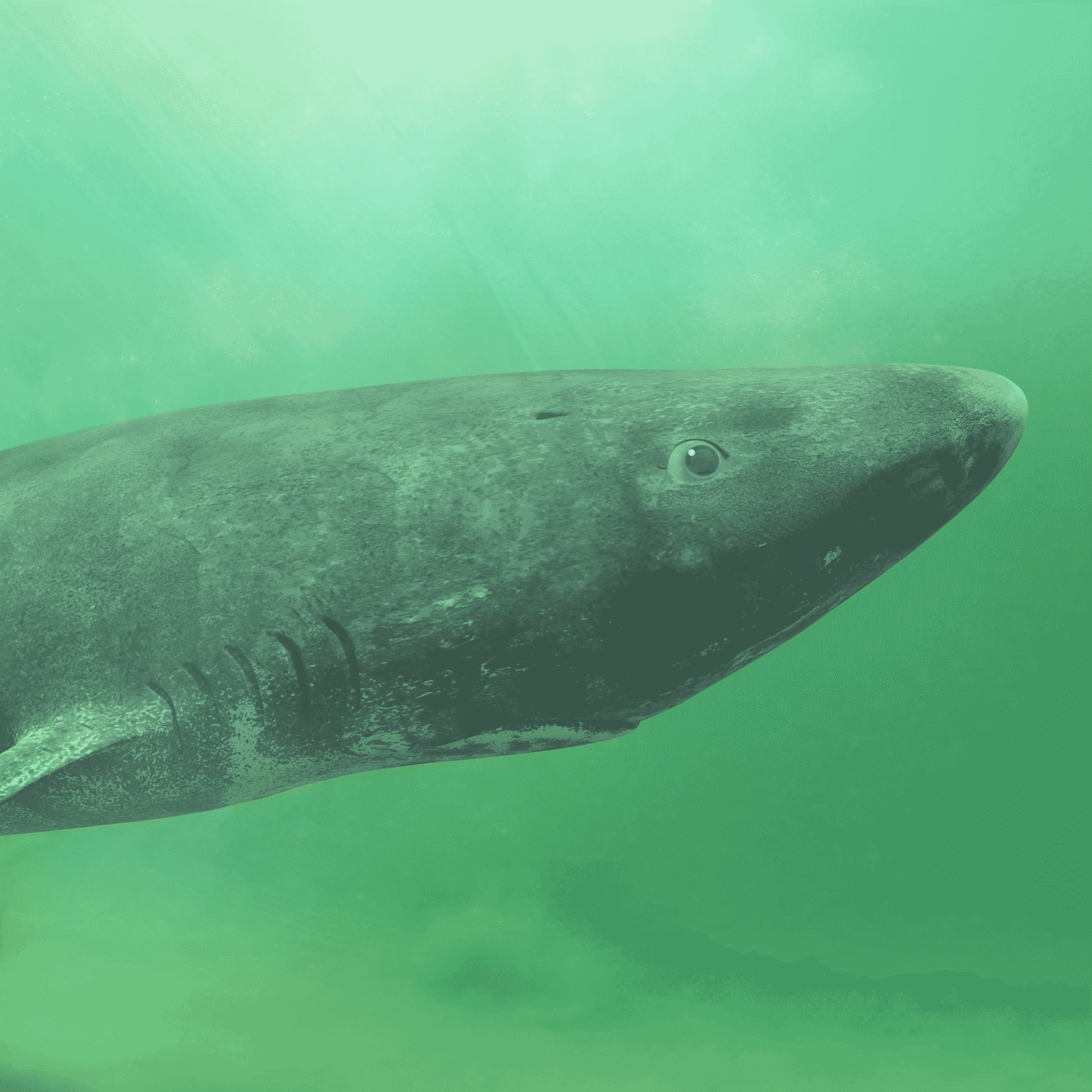 Tubarão mais velho do mundo pode ter a chave para a longevidade humana