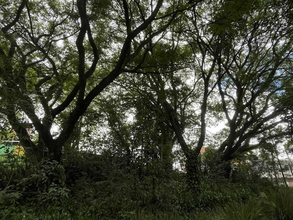 Tipuana: árvore comum em São Paulo, resistente a secas e aliada no combate à mudança climática