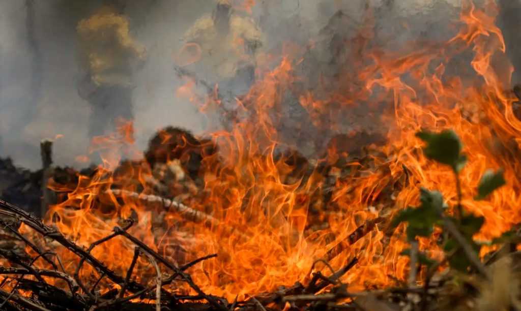Pesquisa aponta que mudanças climáticas potencializaram condições ideais para incêndios florestais inéditos