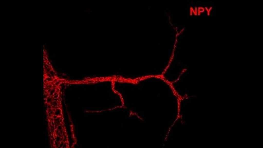 Descoberta de novo fator que influencia o gasto calórico é revelada em estudo publicado na Nature