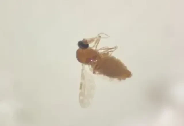 916 casos de febre oropouche e diagnósticos em 58 cidades na Bahia