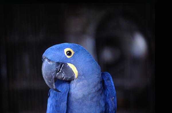 FAPESP e CNPq se unem em chamadas de pesquisa em ecologia e taxonomia