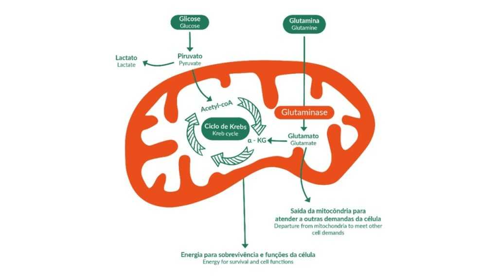 Descubra como a estratégia de combate ao câncer de mama atua sobre a enzima que alimenta o tumor