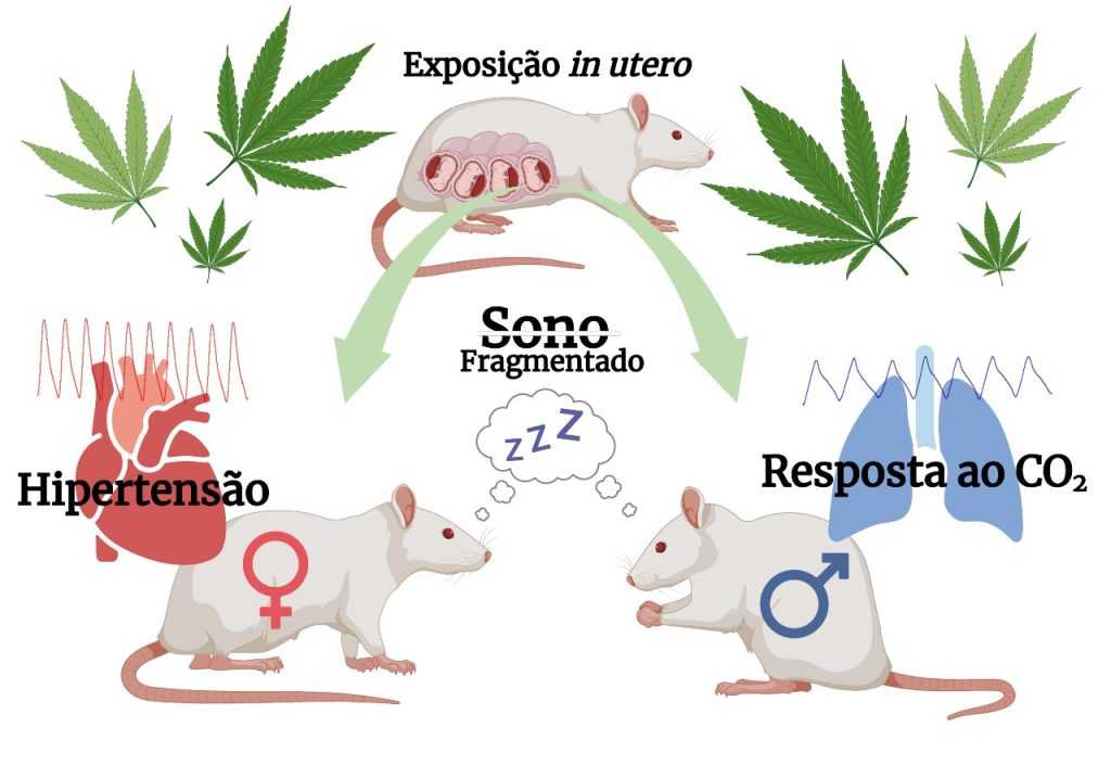 Efeitos cardiorrespiratórios e no sono na vida adulta causados pela exposição intrauterina a canabinoide em ratos