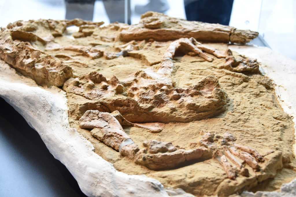 Fóssil de crocodilo de 10 milhões de anos é encontrado no Peru