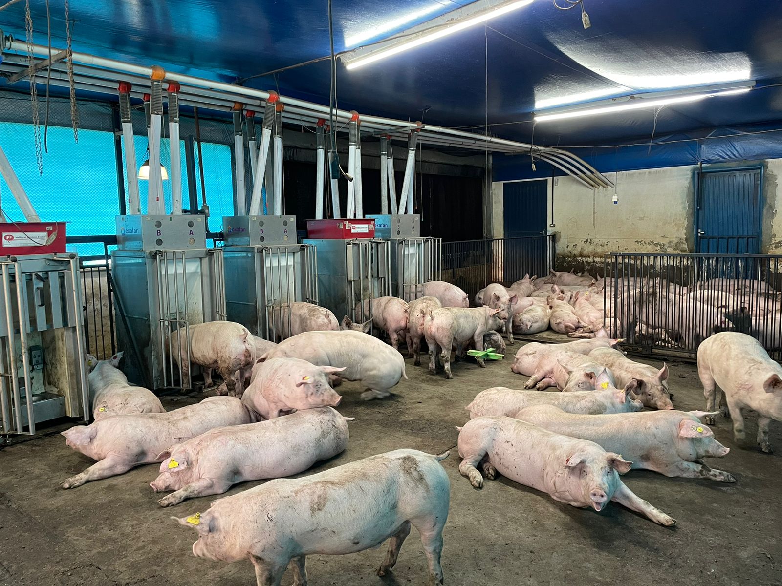 Benefícios da suplementação com aminoácidos funcionais na resistência de suínos contra infecções