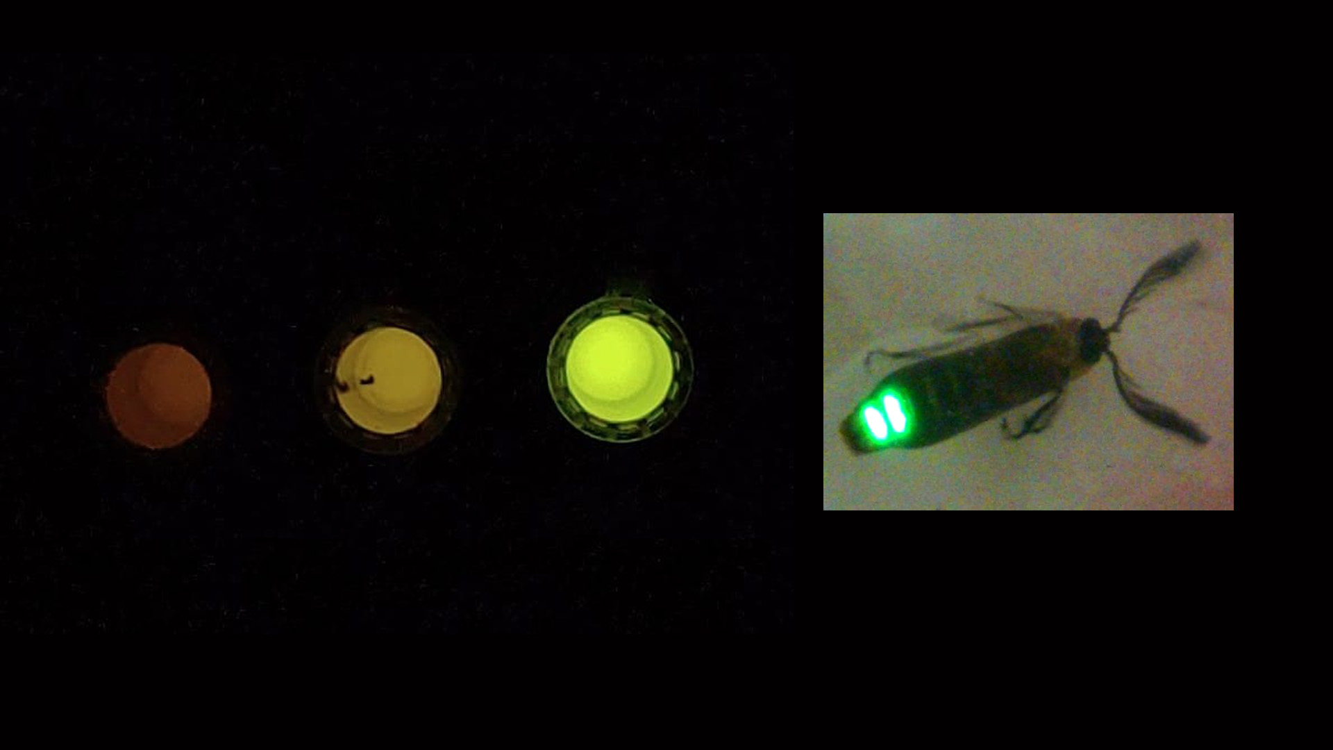 Sensor Inovador Utiliza Luz de Vagalume para Detectar Alterações Celulares