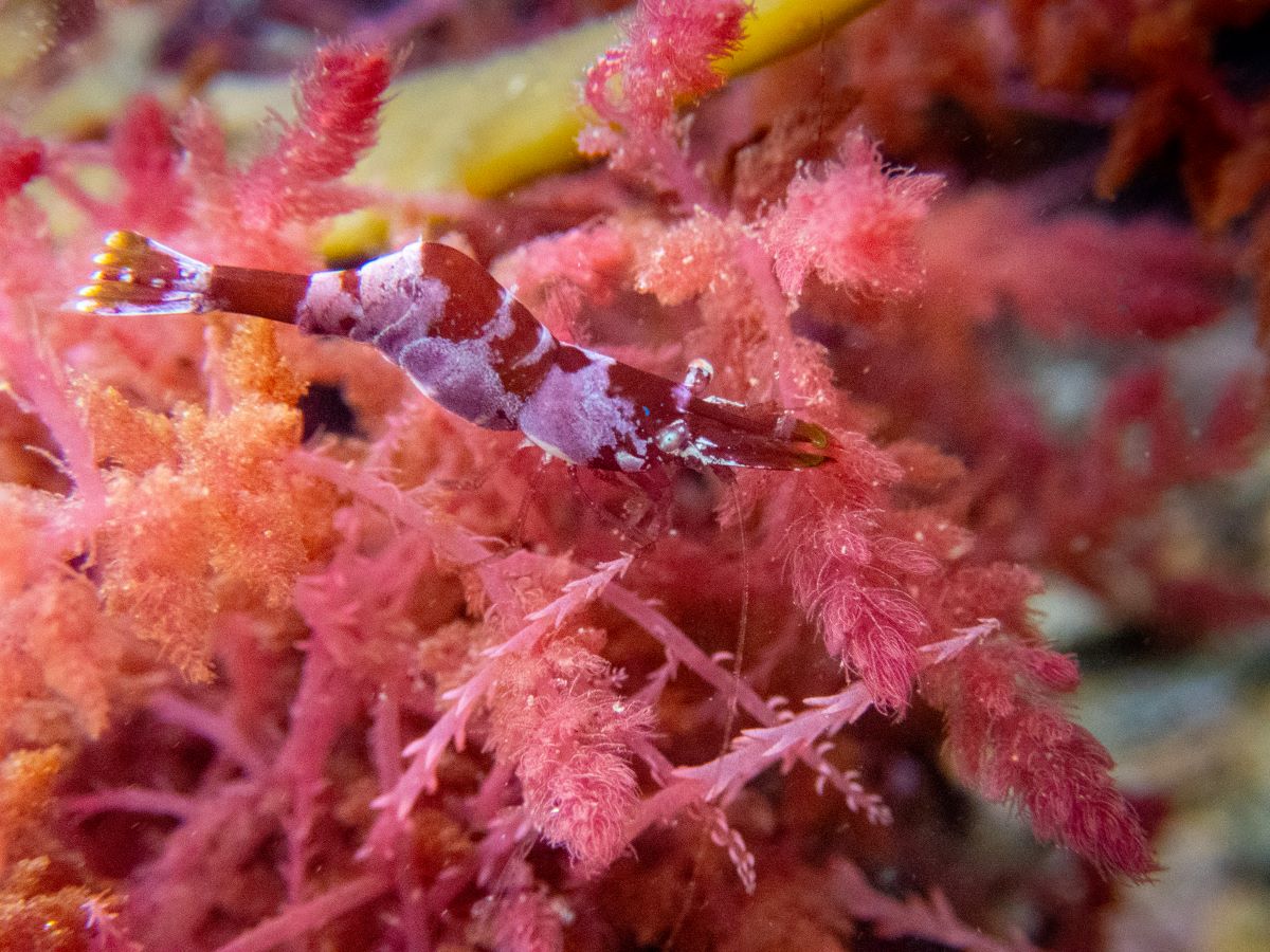 Camarão-Camaleão: Habilidade de Camuflagem em Espécies Invasoras de Algas Revelada por Estudo