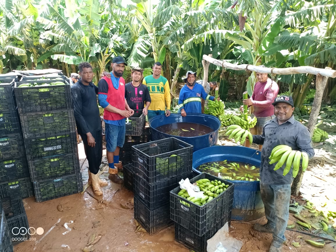 Primeira colheita de banana no Baixio de Irecê destaca fruticultura baiana