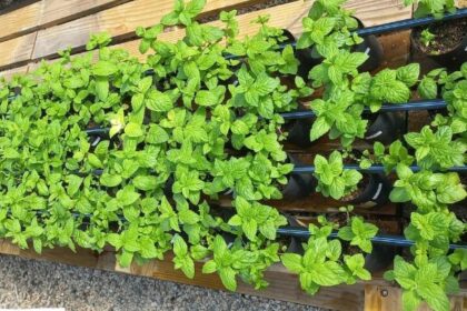 Como o Biofertilizante de Alga Aumenta a Produtividade e Qualidade das Culturas Agrícolas