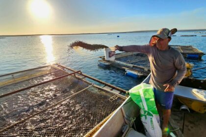 Aquicultura na Amazônia: Segurança Alimentar Sustentável com Menos Impacto do que a Pecuária