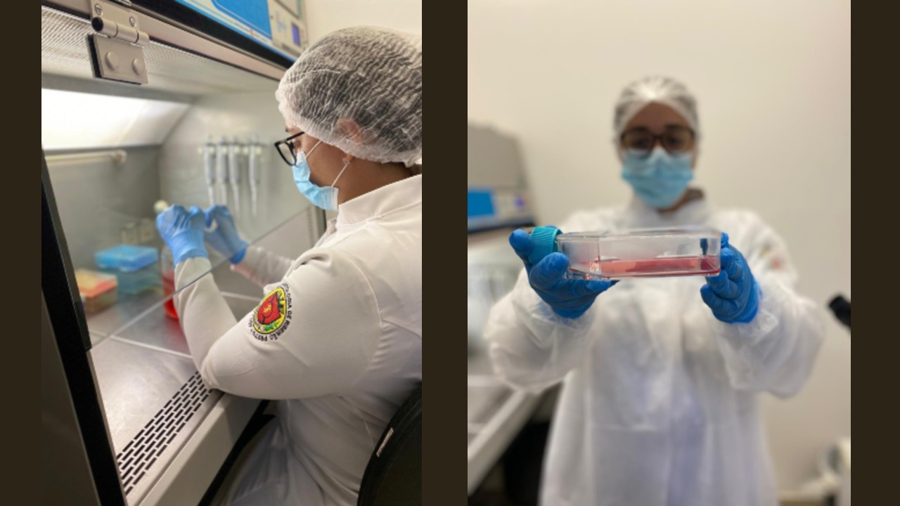 Estudo Revela que o Canabidiol Pode Estimular a Biomineralização dos Dentes