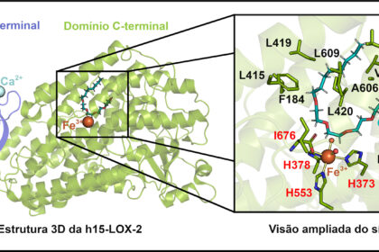 Descubra Novos Inibidores de Enzima: Avanços na Pesquisa sobre Inflamação