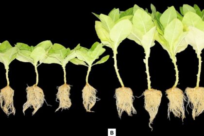 Patente de Fórmula Inovadora Acelera o Crescimento e Induz Germinação em Plantas