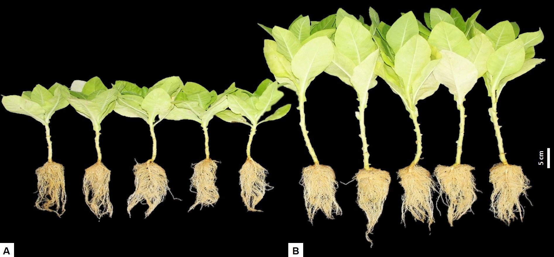 Patente de Fórmula Inovadora Acelera o Crescimento e Induz Germinação em Plantas