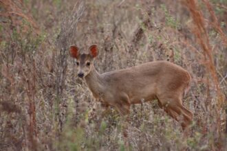 Estudo Revela: Pressões Humanas são o Principal Fator que Afeta a Densidade de Cervídeos na Mata Atlântica
